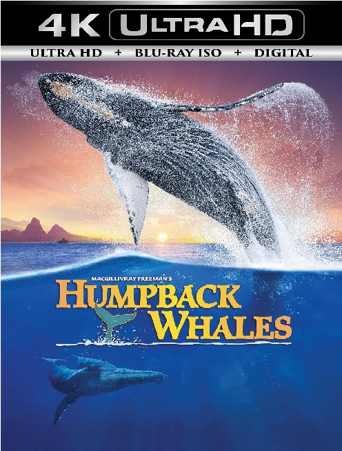 Humpback Whales