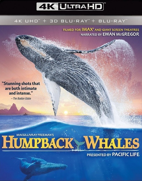 Humpback Whales Humpback Whales