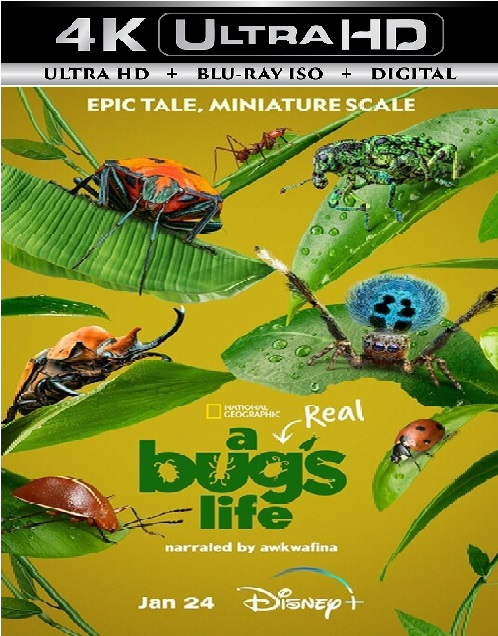 A Real Bug