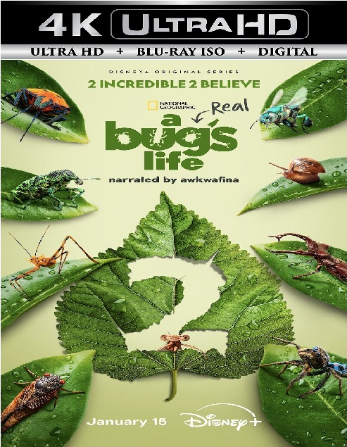 A Real Bug