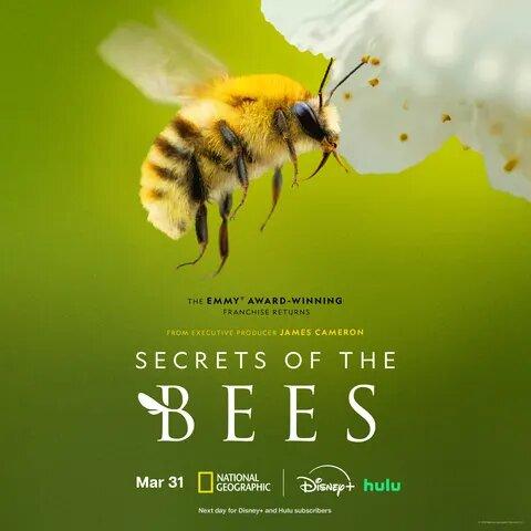Secrets of the Bees