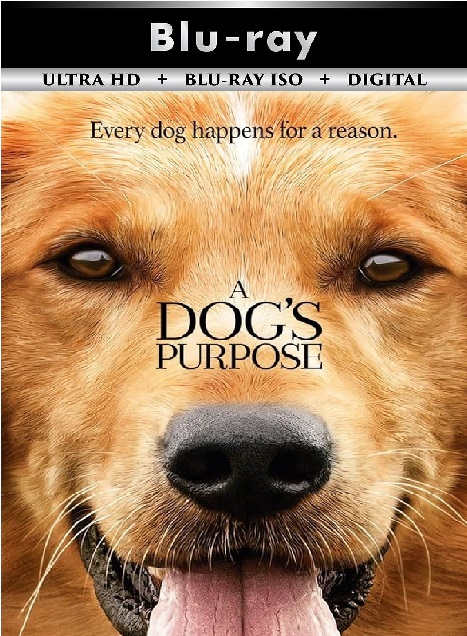 A Dog